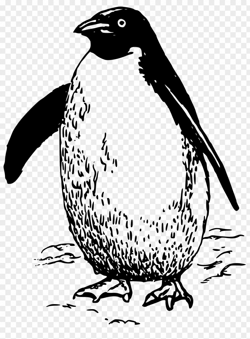 Madagascar Penguins Penguin Bird Clip Art PNG