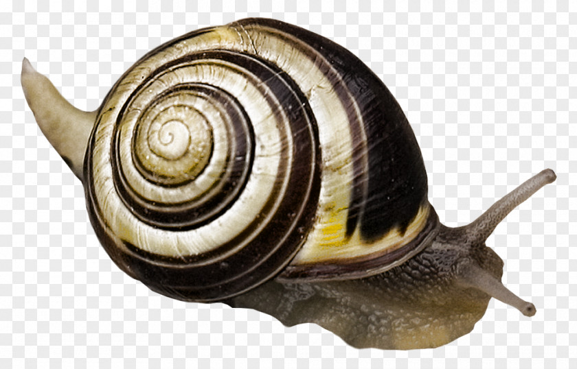 Snail Escargot Gastropod Shell Gastropods PNG