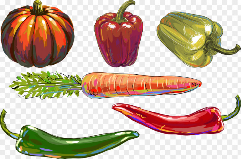 Vector Pumpkin Pepper Bell Chili Vegetable Illustration PNG