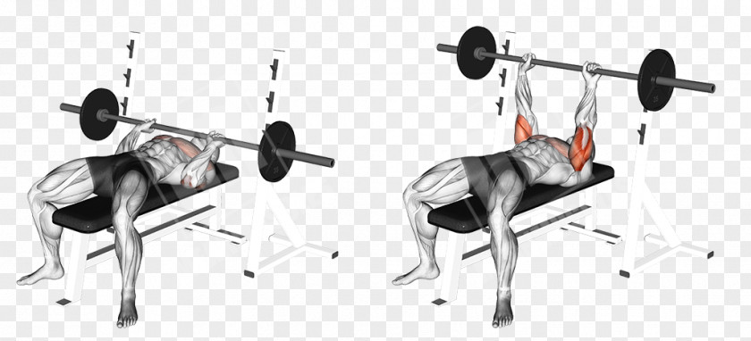 Barbell Bench Press Exercise Strength Training PNG