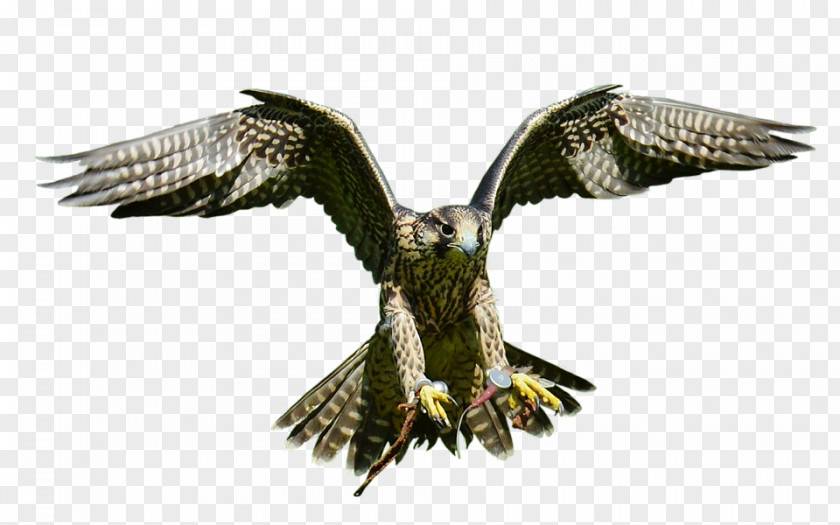 Bird Bald Eagle Hawk PNG