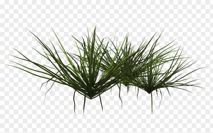 Ornamental Aquatic Plants Grasses Grass PNG