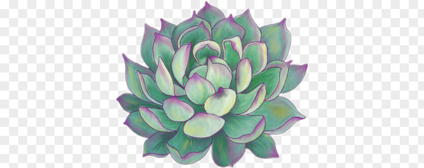 Succulent Plant Paper Bumper Sticker Drawing PNG