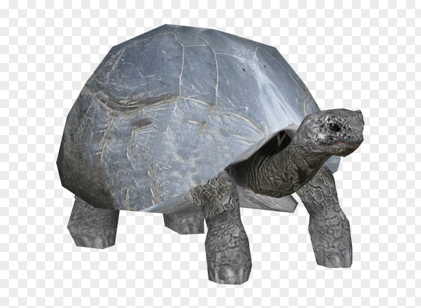 Turtle Aldabra Giant Tortoise Reptile PNG