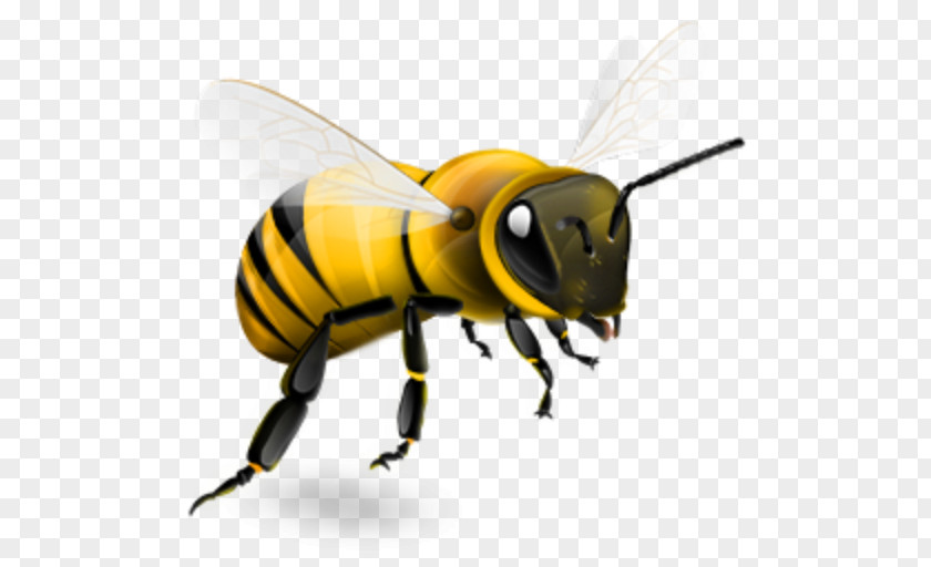 Bee Western Honey Insect Bumblebee PNG