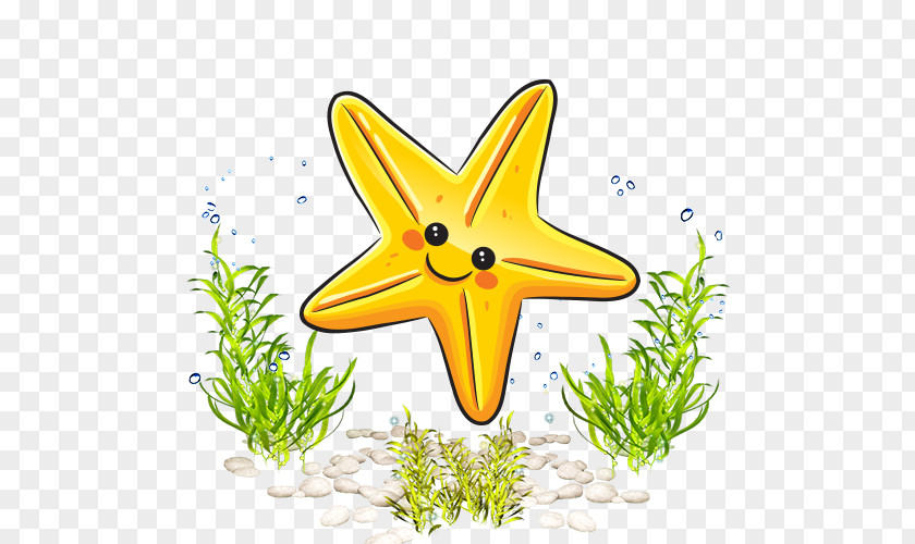 Cartoon Starfish Marine Life Ocean World Drawing Sea PNG