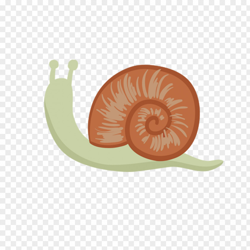 Escargots Snail Cartoon Design Drawing PNG
