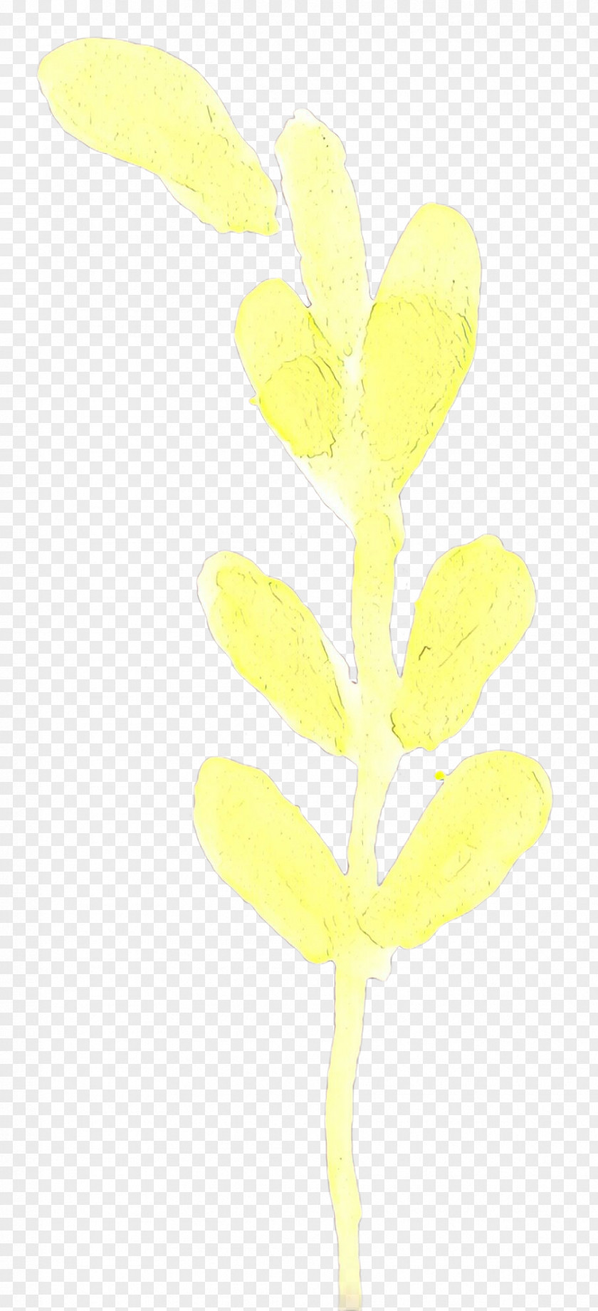 Flowering Plant Stem Yellow Flower Leaf Pedicel PNG