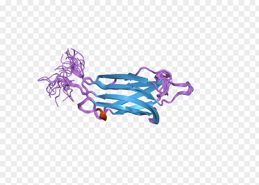 Myoferlin Dysferlin Protein Human C2 Domain PNG