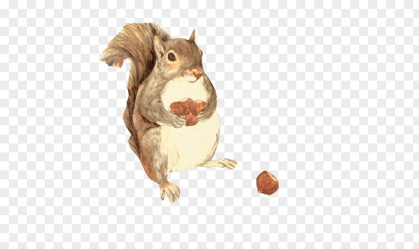 Squirrel Gathering Food Hand Painting Watercolor Illustration PNG