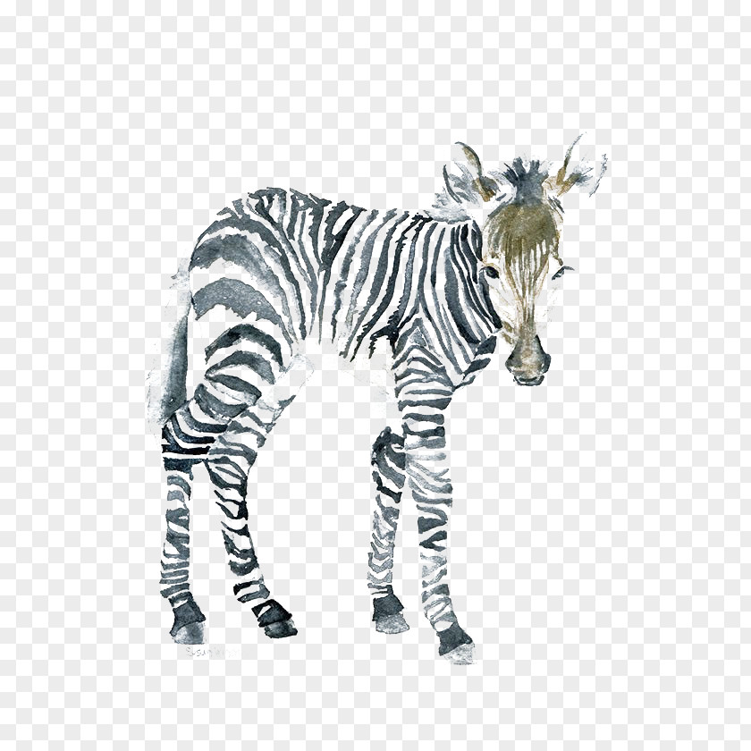 Zebra The Art Of Painting Watercolor Canvas PNG