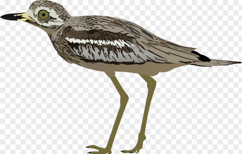 Bird Wader Seabird Crane Water PNG