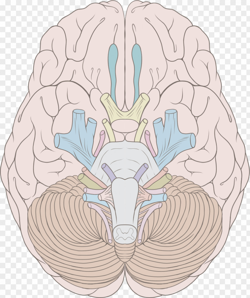 Brain Cranial Nerves Human Nervous System Brainstem PNG