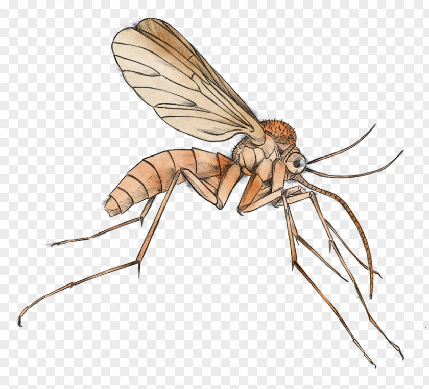 Mosquito Cliparts Malaria Clip Art PNG