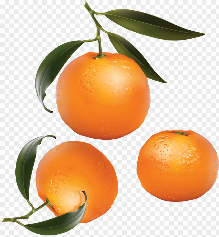 Orange Mandarin Tangerine Citrus × Sinensis Clip Art PNG