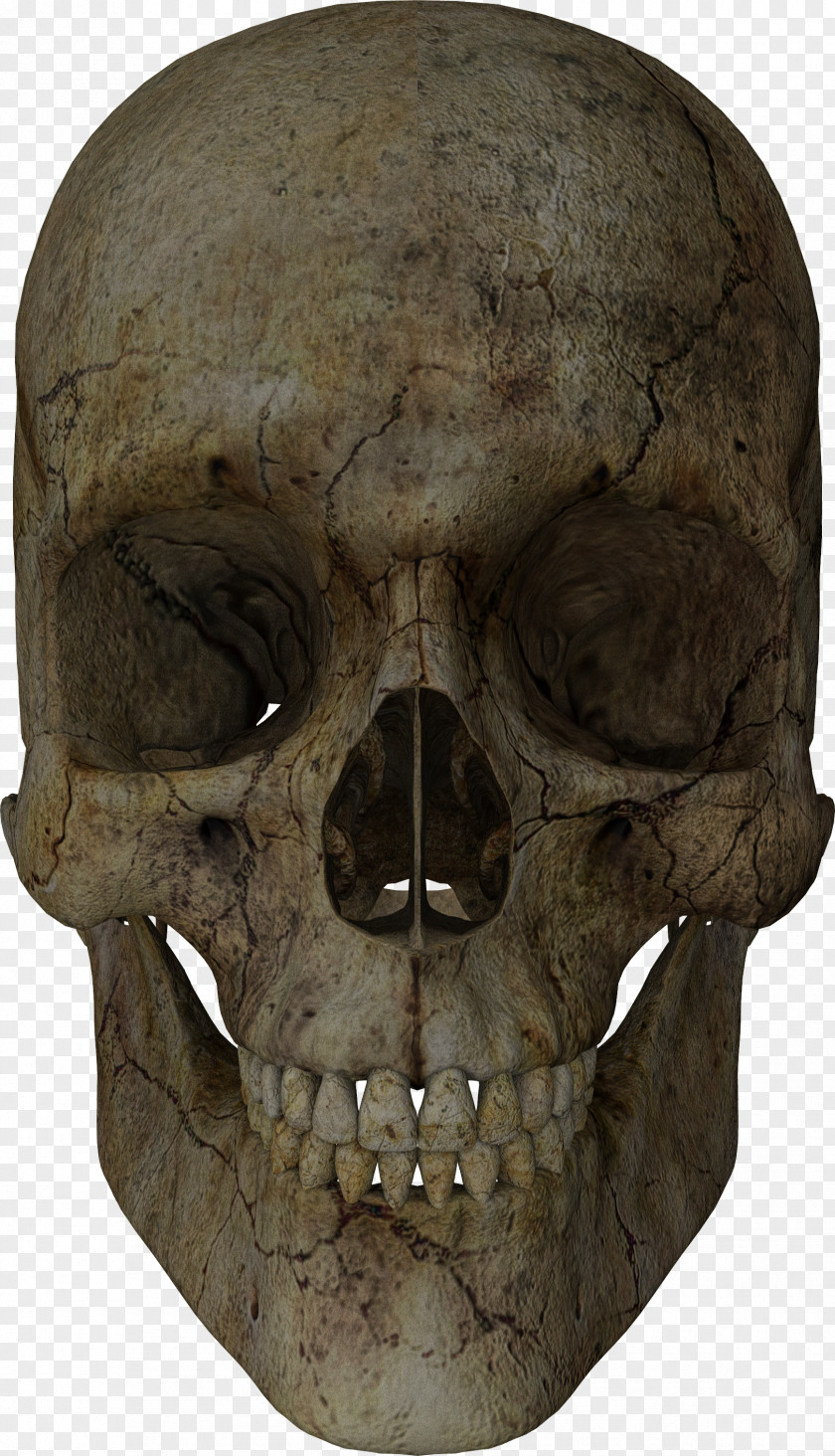 Skulls Skull Blog Totenkopf Bone Rendering PNG