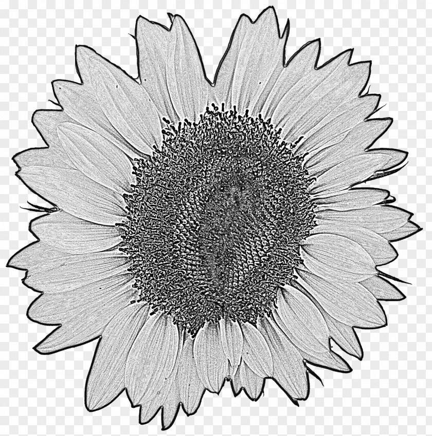 Sunflower Drawing Common Stock Photography PNG
