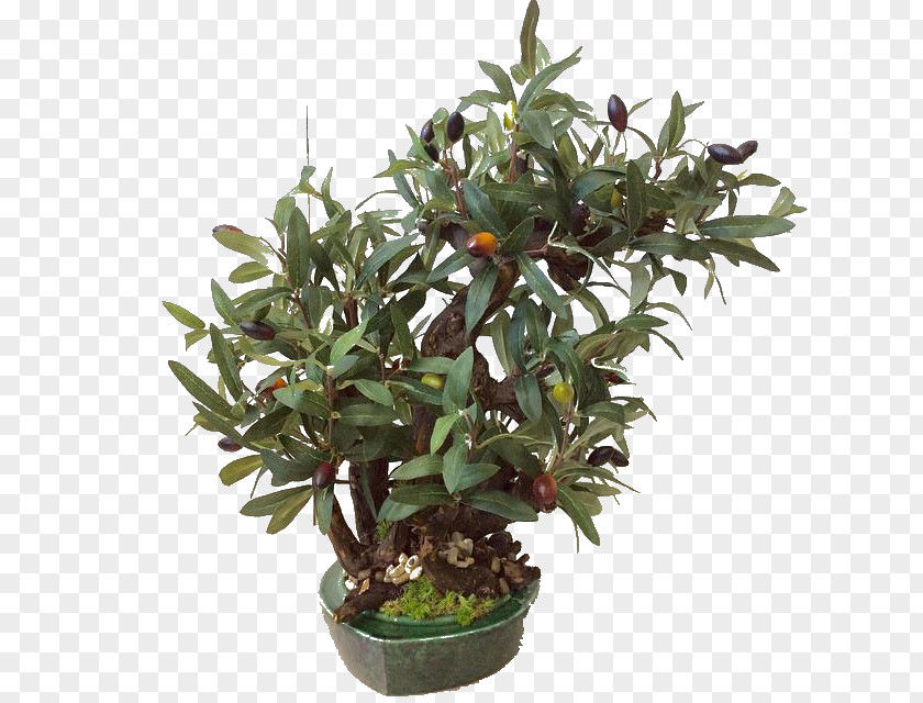 Tree Flowerpot Houseplant Shrub PNG