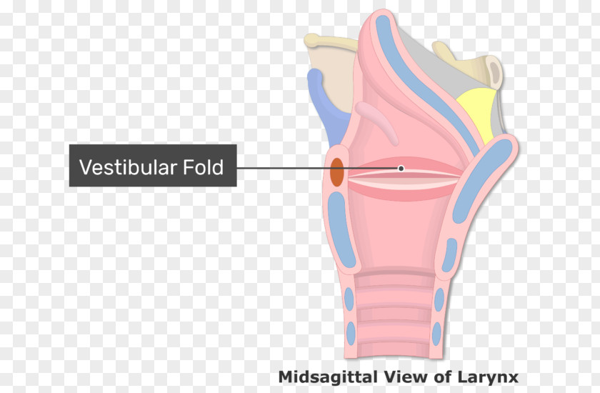 Vestibular Fold Vocal Folds Larynx Arytenoid Cartilage PNG