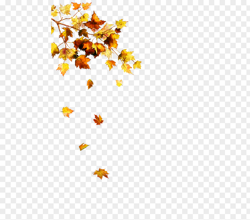 Autumn Leaf Watercolor Painting Drawing PNG