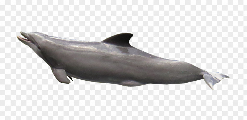Dolphin Tucuxi Rough-toothed White-beaked PNG