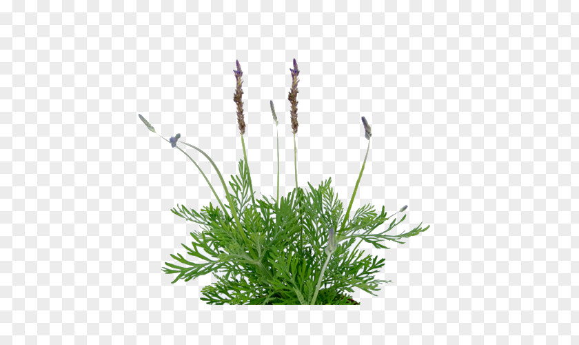 Image French Lavender Succulent Plant Design PNG