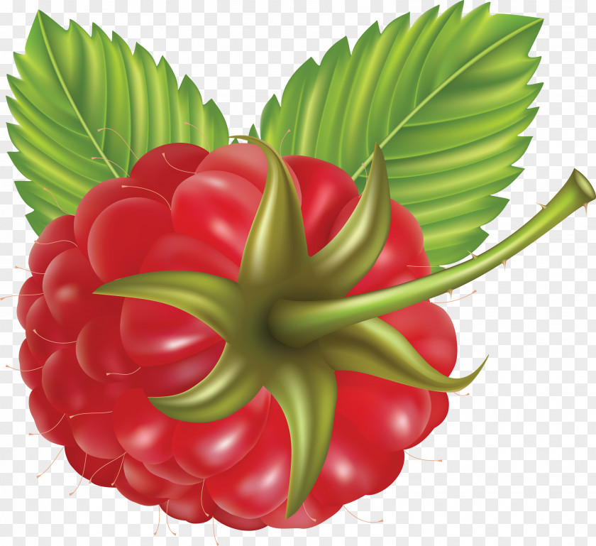 Rraspberry Image Raspberry Praline Clip Art PNG