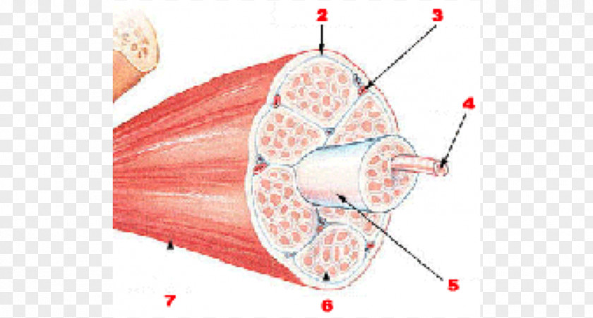 Skeleton Skeletal Muscle Tissue Human Muscular System PNG