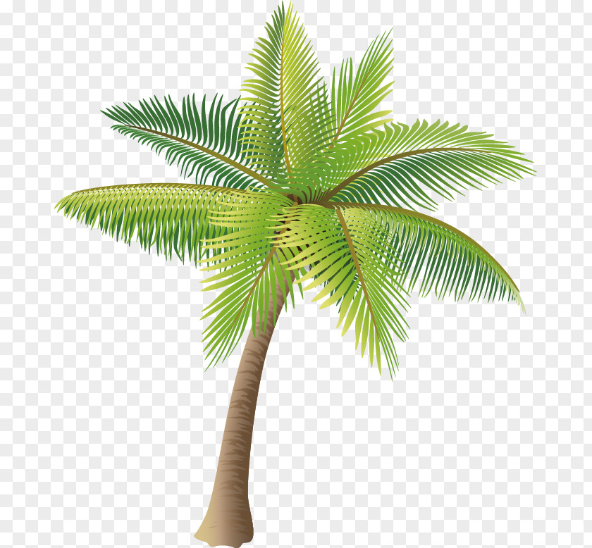 Coconut Tree Vector Material Icon PNG