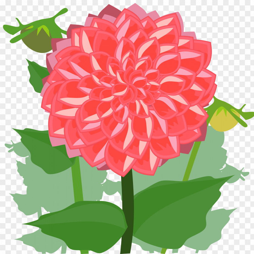 Dahlia Flower Drawing Clip Art PNG