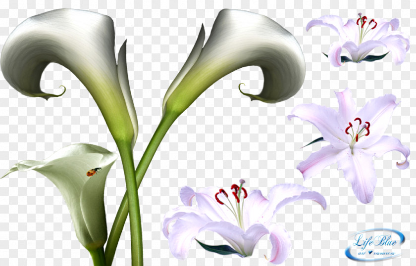 Lilies Flower DeviantArt Lilium PNG