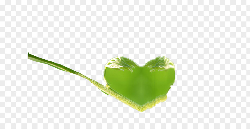 Love Heart Leaf Computer Wallpaper PNG