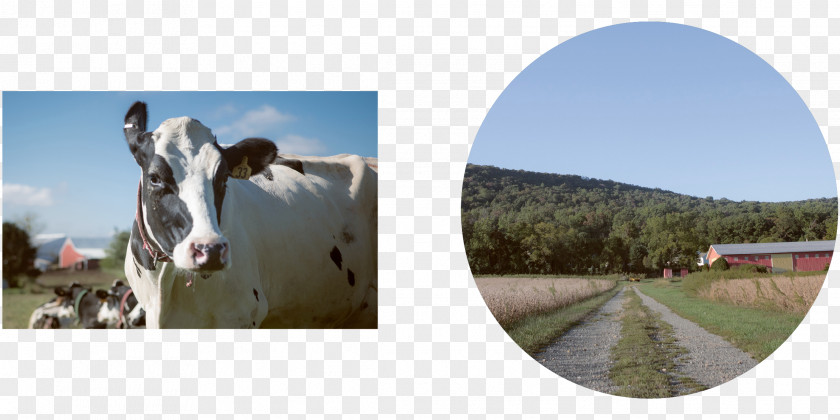 Thirty Eight Berks County, Pennsylvania Horse Stock Photography Mode Of Transport Cattle PNG