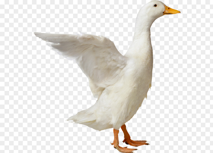 Duck American Pekin Clip Art PNG