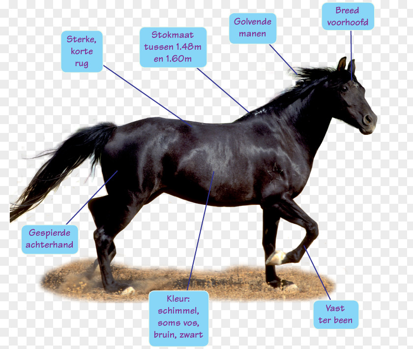 Like Share Comment Barb Horse Stallion Mustang Rein Berbers PNG