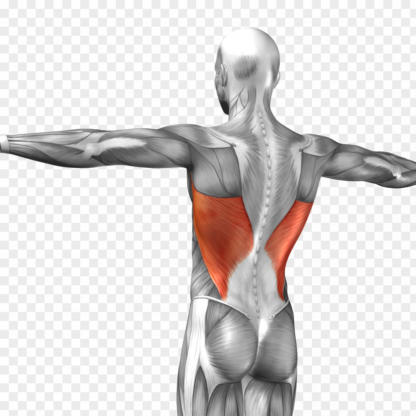 3d Man Body Latissimus Dorsi Muscle Triceps Brachii Rectus Abdominis Anatomy PNG