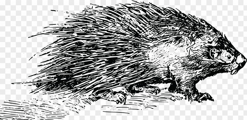 Beaver Rodent Porcupine Clip Art Image PNG