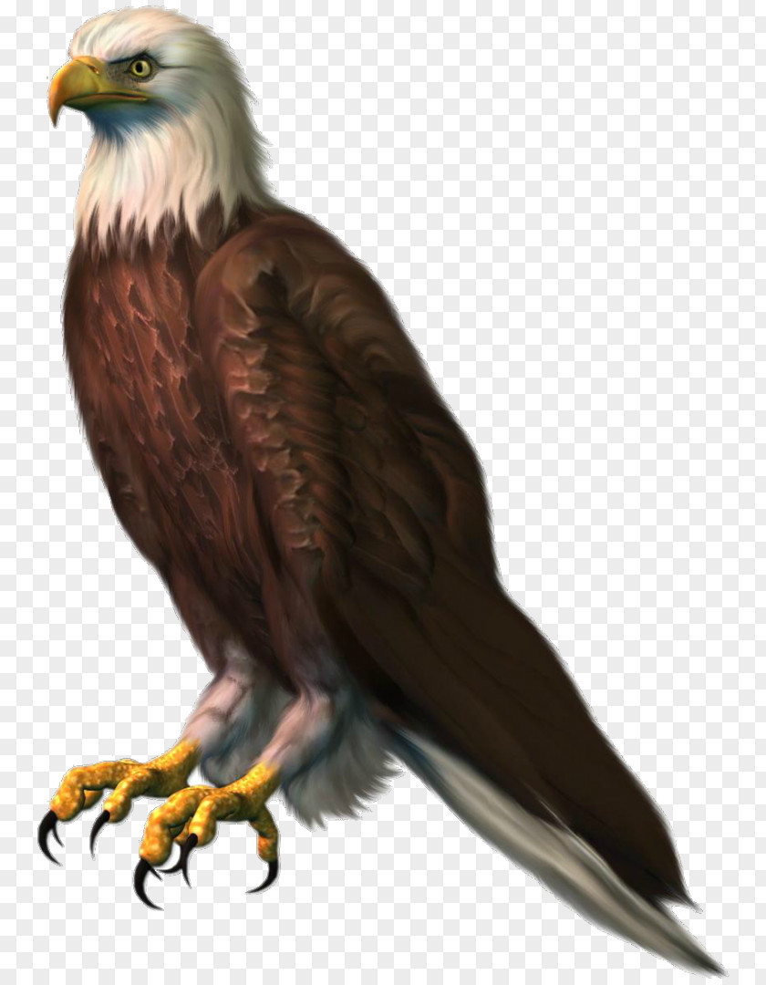 Eagle Bald Clip Art Image PNG