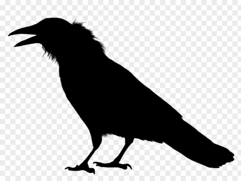 Rook Crow Image Common Raven PNG