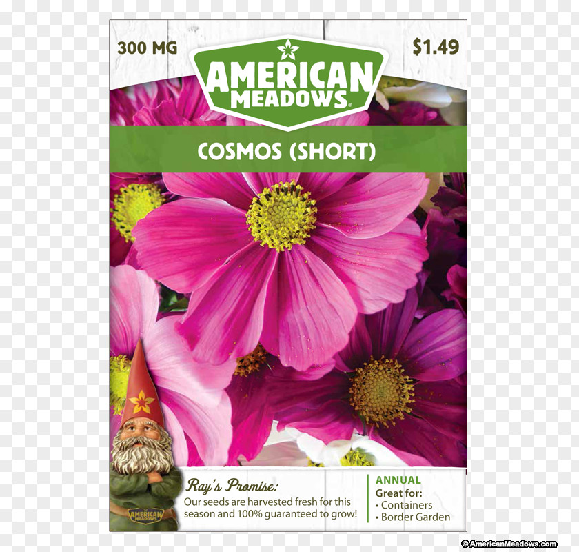 United States Garden Cosmos Cut Flowers Annual Plant Herbaceous PNG