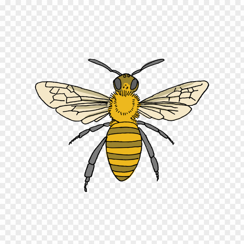 Averages Watercolor Tattly Honey Bee Bumblebee Beekeeping Tattoo PNG