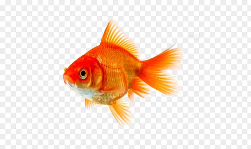 Fish Goldfish Koi Siamese Fighting Clip Art PNG