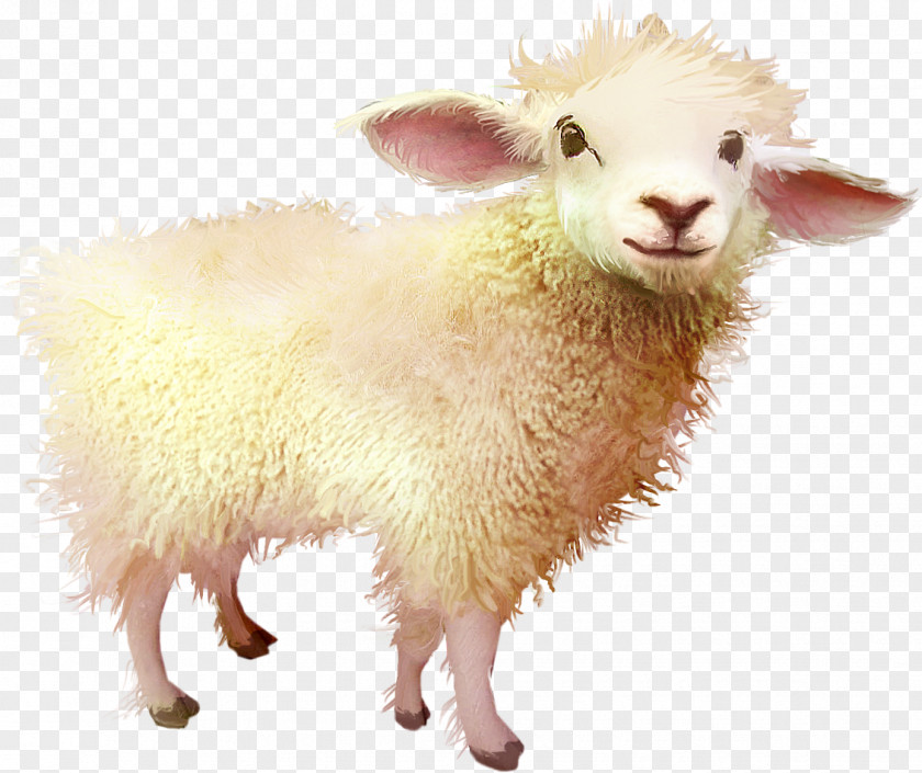 Goat Free Download Sheep PNG