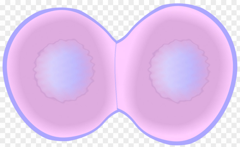 Ladder Of Life Cell Telophase Mitosis Cycle Division PNG