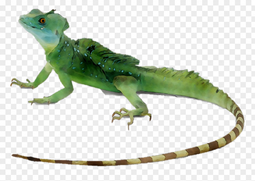 Lizard Reptile Plumed Basilisk Common Green Iguana PNG