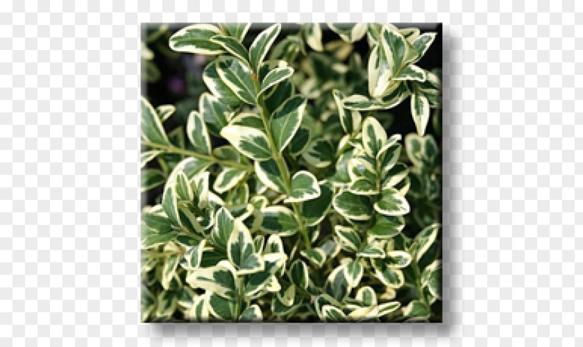 Plant Buxus Sempervirens Evergreen Shrub Groundcover PNG