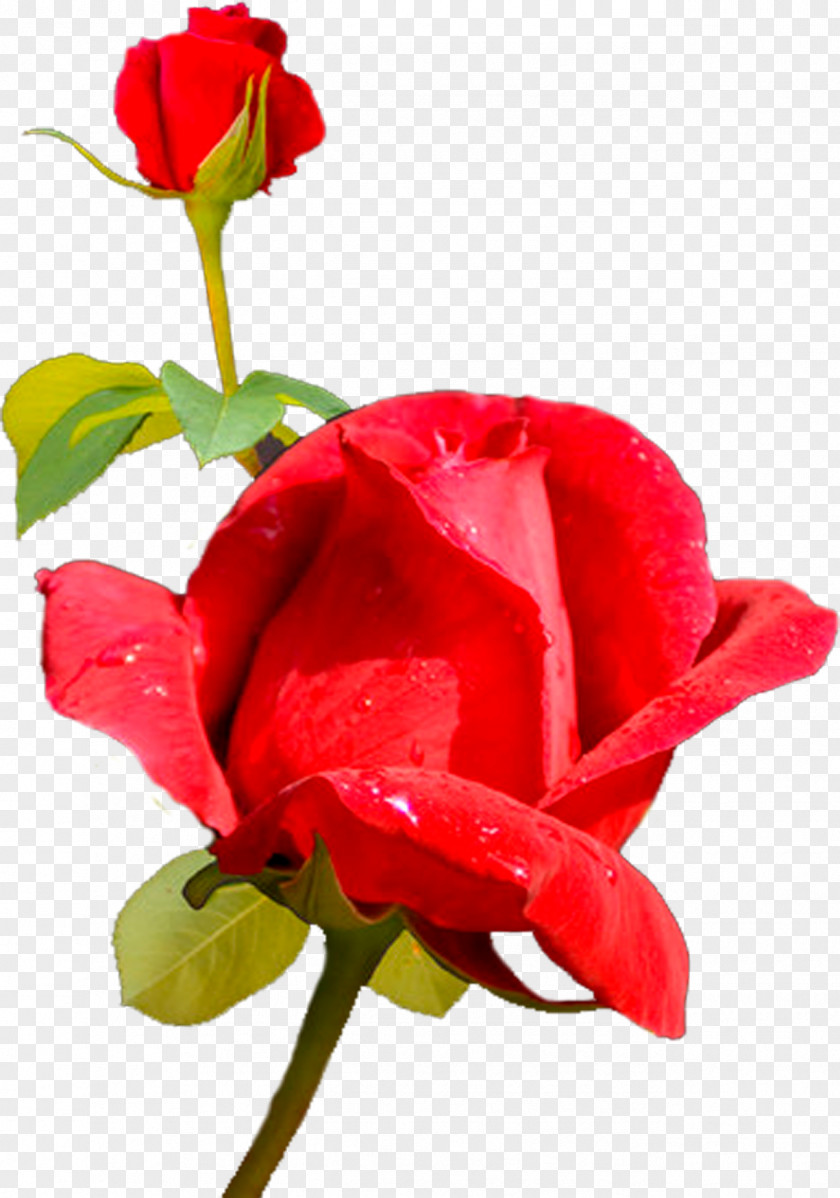 Roses Garden Centifolia Cut Flowers Rosaceae PNG