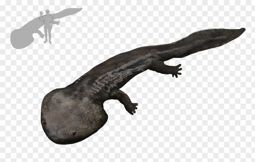 Amphibian Aptian Koolasuchus Cleelandi Leaellynasaura Temnospondyli PNG