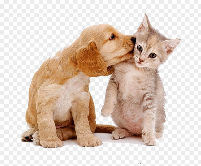 Cats And Dogs Love Each Other Siberian Husky Maine Coon Puppy Kitten Cat Food PNG