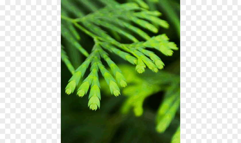Cypress' Roko Na Haseena Image Stock.xchng Download PNG